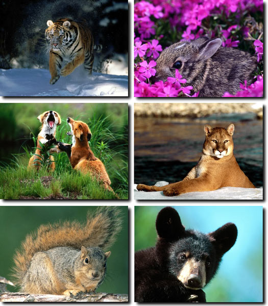 Animals Wallpapers