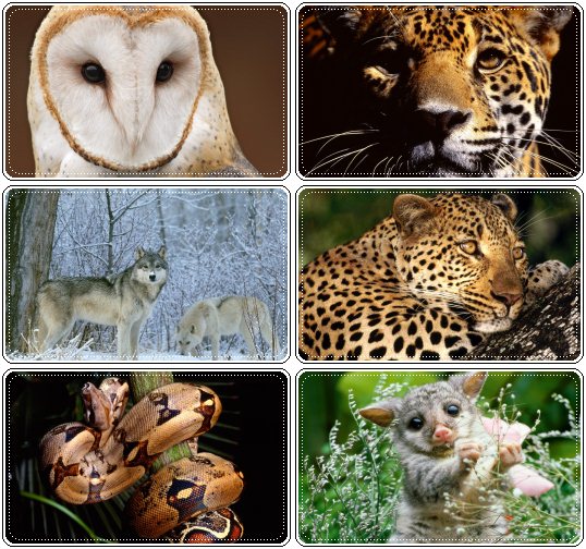 animal wallpapers