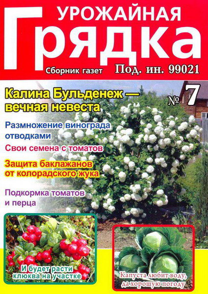 Урожайная грядка №7 (июль 2013)