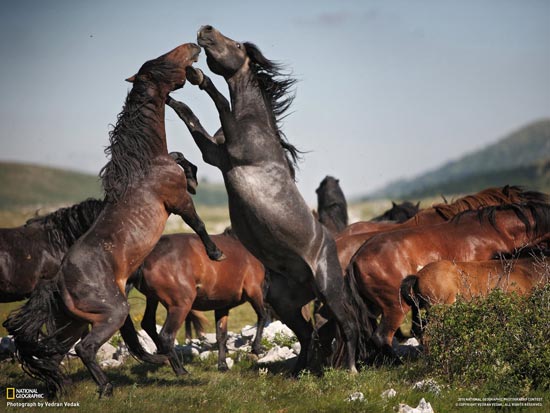 Stunning National Geographic Wallpapers