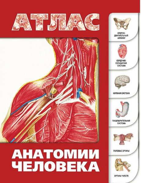 С.С. Лёвкин. Атлас анатомии человека