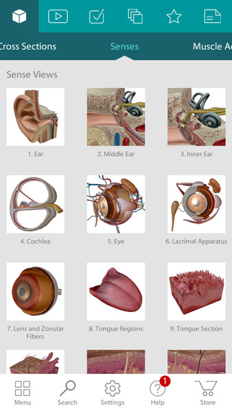 Human Anatomy Atlas5