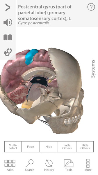 Human Anatomy5